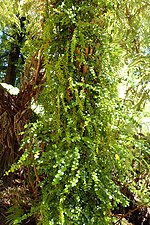 Tmesipteris elongata : forme épiphyte.