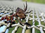 Vignette pour Pompilidae