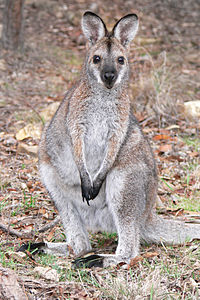 Sarkankakla valabijs (Macropus rufogriseus)