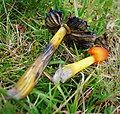 Hygrocybe nigrescens