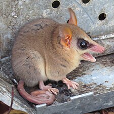 Gevangen Gracilinanus agilis in Mato Grosso do Sul