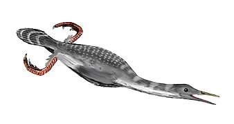 Hesperornis (Hesperornithiformes).