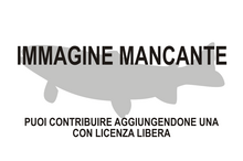 Immagine di Salvelinus boganidae mancante