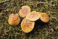 Pholiota spumosa