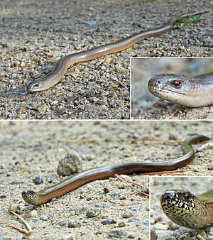 Haaselwirmer üüb a stich (Anguis fragilis) LC - least concern (ei trüüwet)