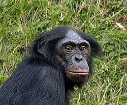 Bonobo (Pan paniscus)