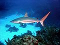 Image 48A Caribbean reef shark cruises a coral reef in the Bahamas. (from Coral reef fish)