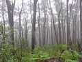 Black ash in mountain mist, Deua National Park