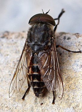 Слепень бычий (Tabanus bovinus) — типовой вид типового рода семейства слепней