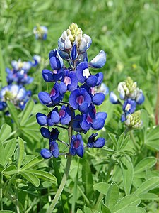 en:Lupinus texensis, by Loadmaster (David R. Tribble)