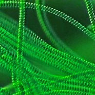 Helical filaments of cyanobacteria