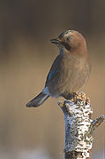 Garrulus (Geais) : Garrulus glandarius