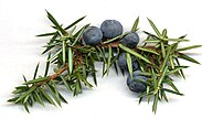 Juniper berries, here still attached to a branch, are actually modified conifer cones.