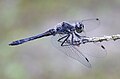 Fekete szitakötő (Sympetrum danae) hím