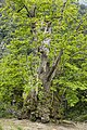 2015 - 12. Platz: Kastanienbaum bei Pianello, Korsika (Frankreich)