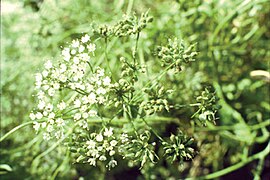 Pimpinella anisum.