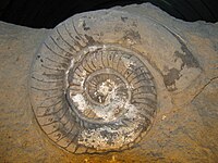 Discoceras boreale. Stadio giovanile planispirale (serpenticono) con inizio di stadio efebico svolto.