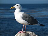 Larus occidentalis, Калифорнија, Сједињене Америчке Државе