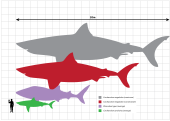 At the top of the picture is a line representing twenty meters. Below this is a gray megalodon silhouette that measures twenty meters, below is a red megalodon silhouette that measures fifteen meters, below is a violet whale shark silhouette that measures ten meters, below is a green great white shark that measures five meters. Standing next to this shark is a black human silhouette that stands two meters.