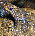 Micrixalus saxicola from Wayanad