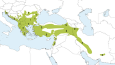 Areál rozšíření poddruhů sýkory temné, na mapě není zahrnut areál výskytu poddruhu Poecile lugubris hyrcanus, který je někdy považován za samostatný druh Poecile hyrcanus (sýkora íránská).