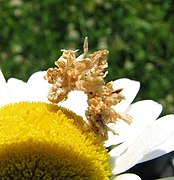 Oruga de Synchlora aerata camuflada con trocitos de pétalos