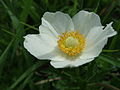 vole aux quatre vents rose des vents rosier l'amoureuse des roses et des papillons dans un souffle a rejoint les Amants papillons dis-lui notre amitié Mandariine