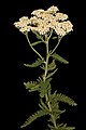 Image 3Yarrow, a medicinal plant found in human-occupied caves in the Upper Palaeolithic period. (from History of medicine)