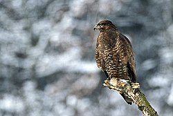 Musvåge (Buteo buteo)