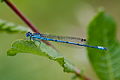 Szép légivadász (Coenagrion puella) - hím