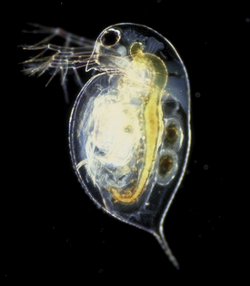 Daphnia pulex Leydig, 1860