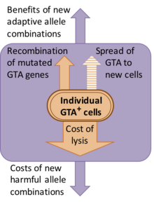 Schematic diagram of the evolutionary forces that act on bacterial gene transfer agent and the cells that produce it.