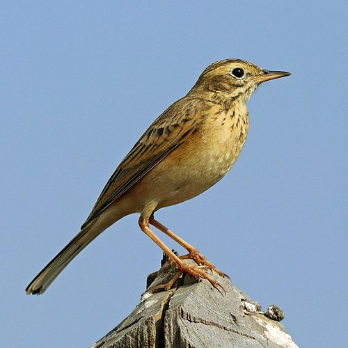 Рисовый конёк (Anthus rufulus)