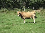 photo couleur d'une vache fauve à encolure plus sombre, cornes longues en lyre très évasée, pattes fines et mufle noir cerclé de blanc.