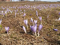 Alpenweide met Crocus vernus subsp. vernus