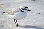 Thumbnail for Western snowy plover