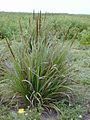 Eragrostis variablis