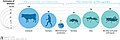 Image 25Biomass distribution of humans, livestock, and other animals (from Livestock)