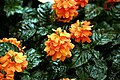 Crossandra infundibuliformis