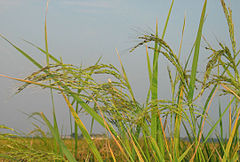 Oryza sativa