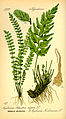 Asplenium trichomanes – pruun raunjalg