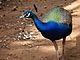 Indian peafowl.