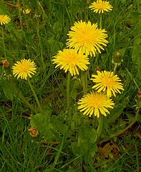 * タンポポの花（はな）。タンポポは草（くさ）です。