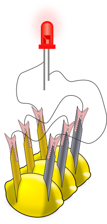 A drawing showing three lemons and a glowing red object (the LED). The LED has two lines coming out of its bottom to represent its electrical leads. Each lemon has two metal pieces stuck into it; the metals are colored differently. There are thin black lines, representing wires, connecting the metal pieces stuck into each lemon and the leads of the LED.