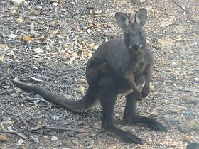 Macropus robustus