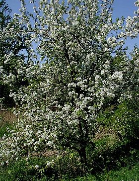 Blomstrende æbletræ.