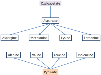 Sintezo de la oksaloacetataj kaj piruvataj aminoacidoj