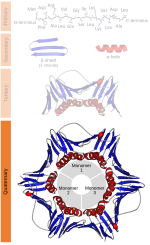 Thumbnail for Protein quaternary structure