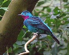 Cotinga cayana