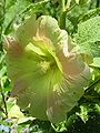 Stockrose, Gelb-Rosa (Alcea rosea)